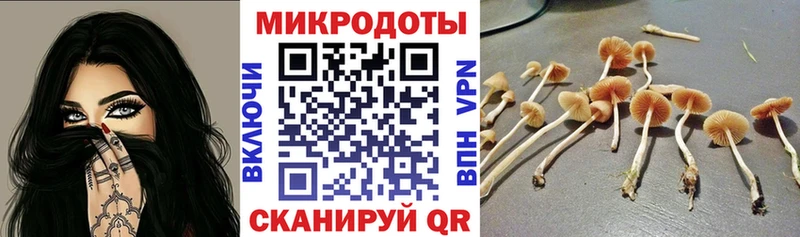 Псилоцибиновые грибы Psilocybine cubensis  Архангельск 